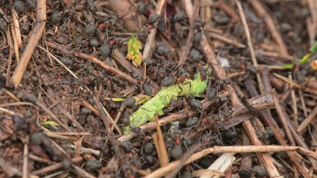 Ants on an anthill carrying dead caterpillar