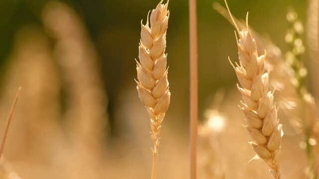 Close-up of ripe wheat ears swaying in a light breeze, illuminated by warm golden hour sunlight with a soft blurred background.