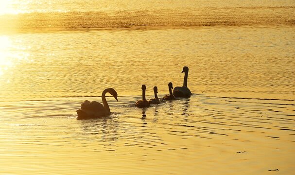 Swan family flow and swim on the lake in beautiful golden sunset, happy swan family, waterbirds background