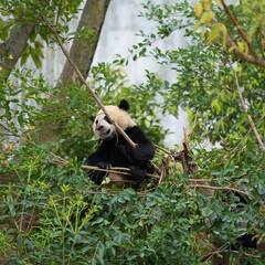 panda favorite hiding spot in outdoor nature © ElizabethGo