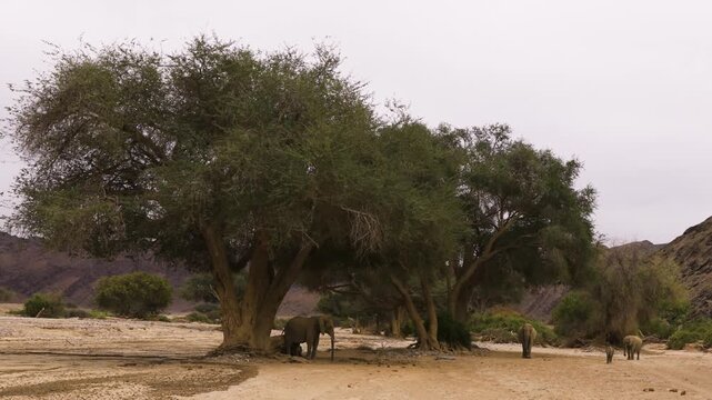 Desert adapted elephants foraging under large trees in dry riverbed of Damaraland Namibia.