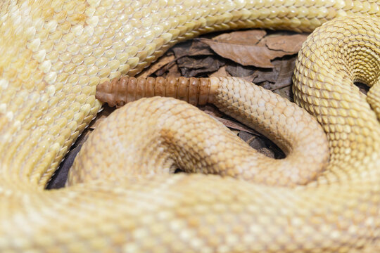 Yellow rattlesnake closeup showing scale details