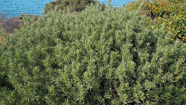 Dense Green Shrubbery Overlooking Tranquil Blue Water in Natural Setting