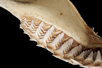 Detailed close-up side angle of Real bull shark - Carcharhinus leucas lower jaw showing multiple rows of sharp, triangular, serrated upper teeth on black background. © Panupong