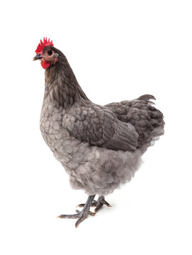 Full body side view of slate blue chicken with red comb. Purebred laying hen Blue Australorp standing isolated on white background.