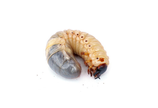 Large Kabutomushi Japanese rhinoceros beetle larva (L3 stage) isolated on white background.
