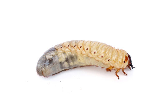Large Kabutomushi Japanese rhinoceros beetle larva (L3 stage) isolated on white background.