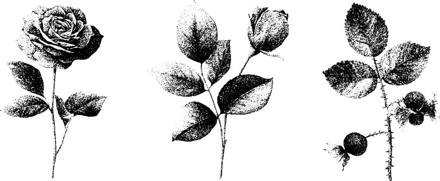 Botanical stipple rose branch vintage black ink brambles and thorny leaves set of three stems with rosebud and fruit for background poster and stationery design