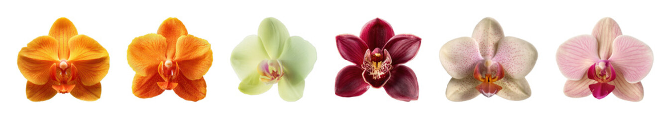 Obraz premium PNG Vibrant orchids in colorful array on transparent background