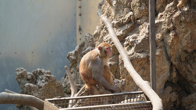 side portrait of monkey sitting in nature in the zoo