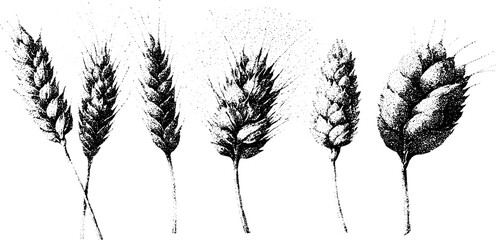 Obraz premium Wheat sheaf botanical drawings with grain dot textures for vintage label background and packaging design