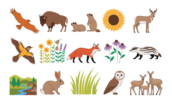 Nature Conservation Wildlife Illustration Collection.