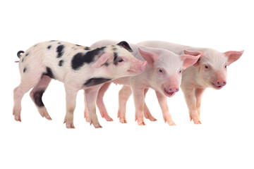 Three small piglets including one spotted standing on white background. © fotomaster