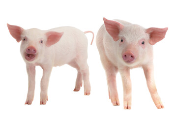 Two pink piglets looking forward on a pure white background. © fotomaster