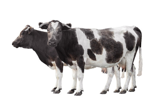 Two spotted cows standing side by side on white background.