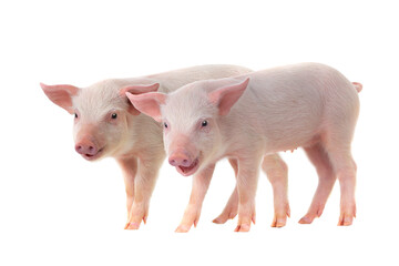 Two small pink piglets standing together on white background. © fotomaster