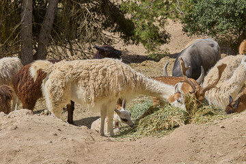 Fototapeta premium Llamas grazing together with deer and pony in wildlife park