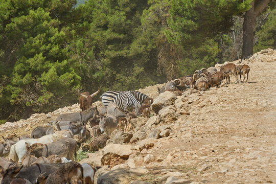 Mixed herd with zebras and wild ungulates feeding on hillside