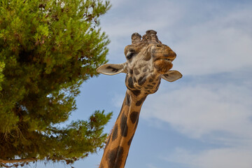 Detailed profile portrait of giraffe with blurred forest background © Anna Baranova