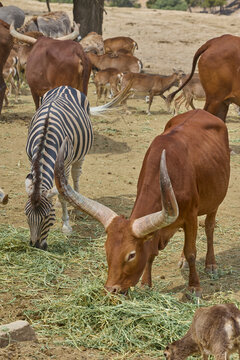 Mixed herd of Watusi cattle zebras antelope and donkeys feeding in safari park