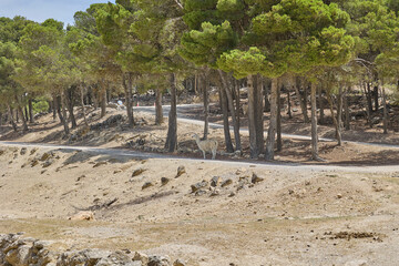 Fototapeta premium White llama standing near pine forest in a wildlife safari park