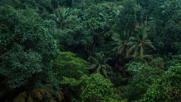 Lush green tropical rainforest with dense foliage