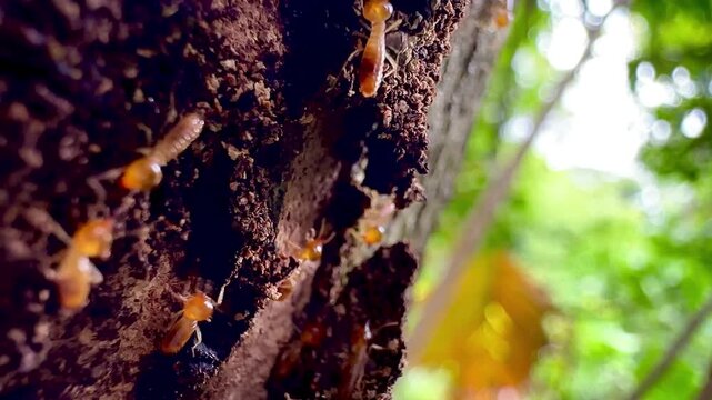 A colony of termites, featuring workers and soldier termites with yellow translucent bodies, crawls inside a crevice on decaying tree bark in a tropical forest macro close up shot.