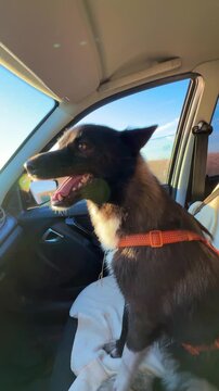 The dog is sitting in the front seat of the car after a walk; outside the window, there&rsquo;s a blue sky and bright sunshine.