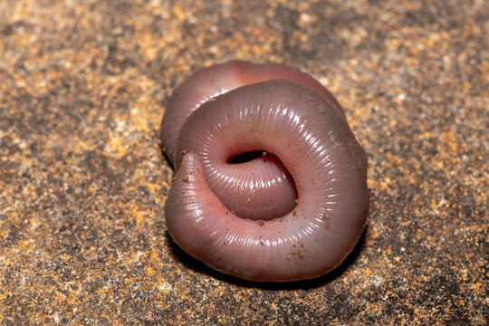 A large stumpy earthworm (Tritogeniidae Family) coiled on a rock in KwaZulu-Natal, South Africa