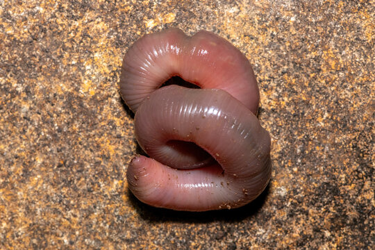 A large stumpy earthworm (Tritogeniidae Family) coiled on a rock in KwaZulu-Natal, South Africa