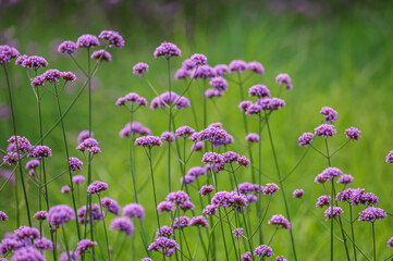 Obraz premium Verbena bonariensis, commonly known as the purpletop vervain, clustertop vervain is a member of the verbena family cultivated as a flowering annual or herbaceous perennial plant.
