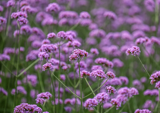 Verbena bonariensis, commonly known as the purpletop vervain, clustertop vervain is a member of the verbena family cultivated as a flowering annual or herbaceous perennial plant.