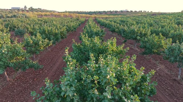 Aerial drone footage of a forward tracking shot over a row of pistachio trees at sunset during ripening season.