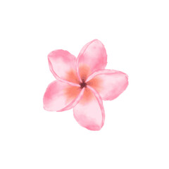 Obraz premium pink frangipani flower