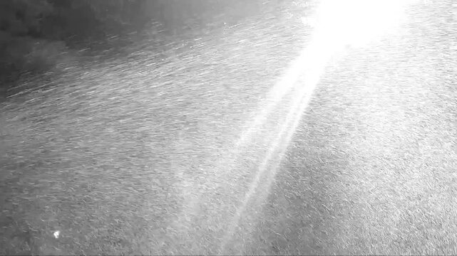 Backyard Lawn Sprinkler Spraying Water on Green Grass at Sunset. Black and White,