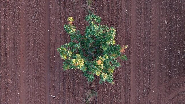 Aerial drone pull-away shot climbing vertically in top-down view showing symmetry and expanse of a pistachio orchard at sunset.