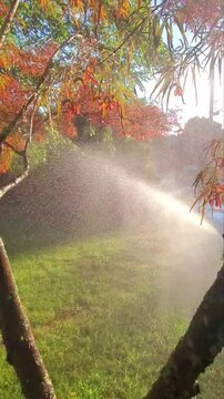 Backyard Lawn Sprinkler Spraying Water on Green Grass at Sunset. Real-time footage of an automatic sprinkler watering a vibrant green suburban lawn during golden hour. Backlit fine mist and water drop