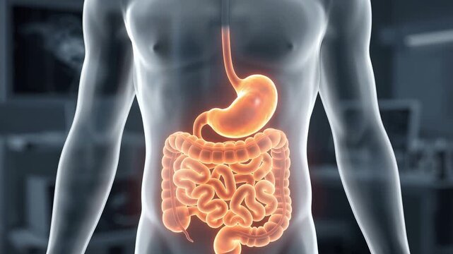 Human body silhouette revealing luminous digestive tract, detailed stomach and intestines glowing vividly, anatomical education, digestive health, 4K video