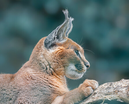 Close up side view of a Caracal (Caracal caracal)