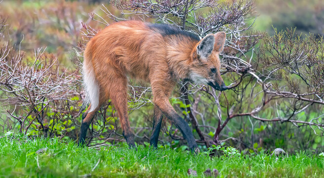 Close up of a Maned wolf (Chrysocyon brachyurus)