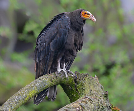 Lesser yellow-headed vulture (Cathartes burrovianus)