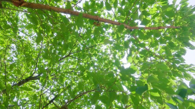 Sunlight filtering through green leaves swaying in the breeze in slow motion