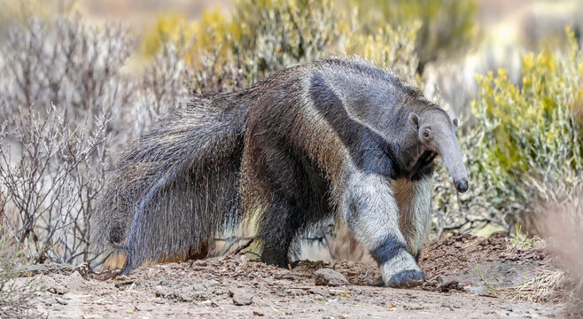 Close up view of a walking Giant anteater (Myrmecophaga tridactyla)
