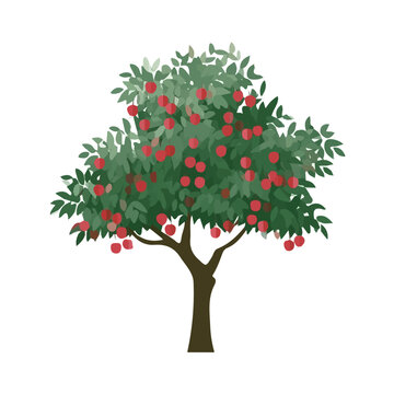 Clean flat 2D illustration of Lychee Tree, simple contemporary design, isolated on a white background.
