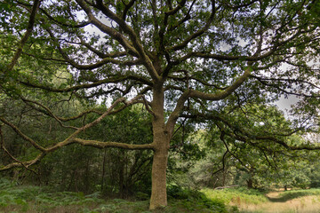 Fototapeta premium Ancient spreading oak tree with broad canopy in Savernake Forest, Wiltshire, England