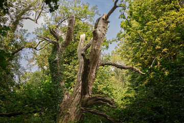 Obraz premium Ancient dead oak tree with weathered branches in Savernake Forest, Wiltshire, England