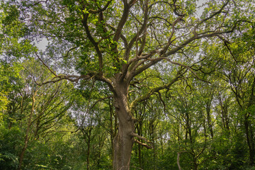 Fototapeta premium Ancient oak tree with sprawling branches in mature summer woodland, Wiltshire, England