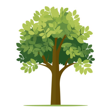 Black Locust Tree, simple flat 2D artwork with minimal details, isolated on a white background.