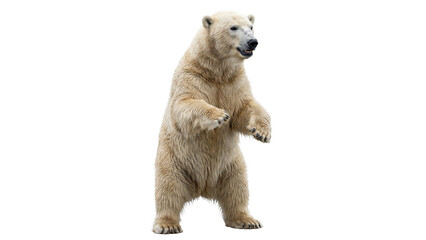 A majestic polar bear stands on its hind legs, displaying its cream-colored fur and powerful physique, a true emblem of the arctic wilderness © ATIQULISLAM