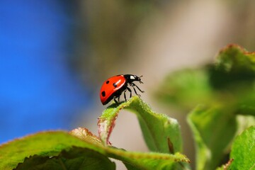 Ladybird taking a walk on a leaf © Bunkwatata91